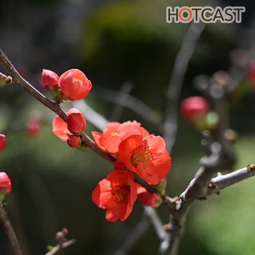 Apple新製品とセルフレジで悩む #1043