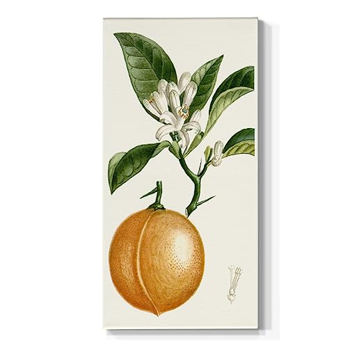 Renditions Gallery Canvas Botanical Decor Hanging Prints Turpin Lime Citrus Fruits Abstract Wall Paintings for Living Room Kitchen Home - 16"X32" LT520