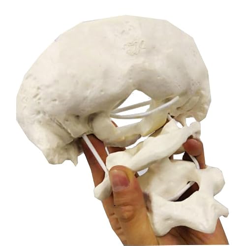 Lkylvee Men's 1.5 Times Enlarge Cervical Spine Model - Functional Movable Occiput Model - For Educative, Medical Students Teaching Supplies,,15Cm