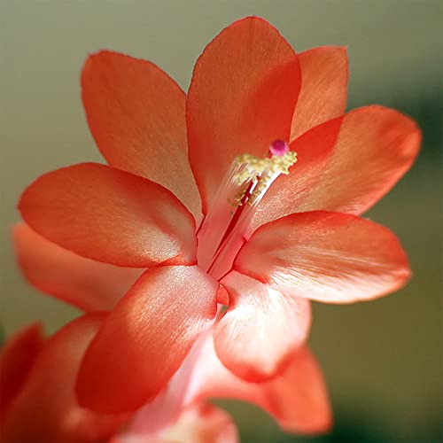 Qauzuy Garden 10 Christmas Cactus Seeds, Thanksgiving Easter Holiday Cactus, Exotic Perennial Succulent Plants Seeds, Striking Houseplant Indoor Container Hanging Plant #TOP1