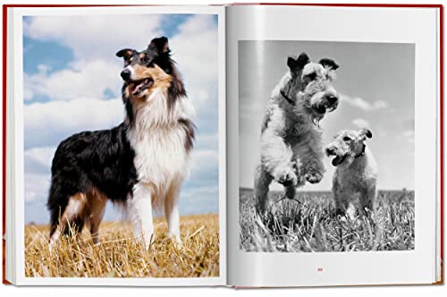 Dogs: Photographs 1941-1991