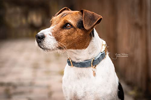 Collier pour chien velours bleu clair grand format ajustable L - 6