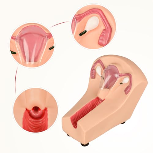 Image of SimCoach Intrauterine Device Training Kit, IUD Training Model, Female Intrauterine Contraceptive Device Simulator Trainer