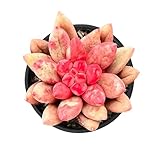 2' Live Succulent Plants Echeveria 'Goldfish', Mini Potted Succulents, Easy Care Indoor Houseplant, Unique Gifts, Home Office Décor