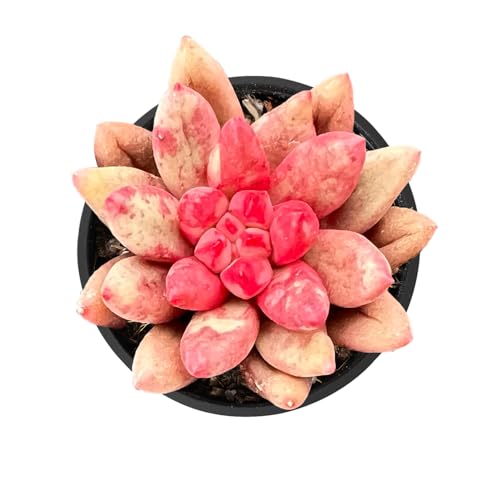 2" Live Succulent Plants Echeveria 'Goldfish', Mini Potted Succulents, Easy