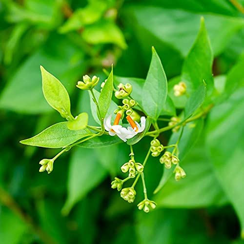 Aiden Gardens Super Frangrant Coral Jasmine,Night jasmine Parijat,Nyctanthes Arbor-Tristis Queen Flowers 1 Healthy Live Plant (B0966Z7H2L) Amazon Price History, Amazon Price Tracker
