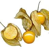 AchidistviQ 60Pcs / Pack Physalis Peruviana Semillas Perenne Red Chinese Lantern Seeds Bonsai Garden Balcón Decoración Flor Planta Amarillo Semillas de Physalis Pruinosa