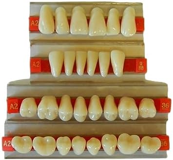Dental Acrylic Resin Teeth for Prop Building, Life size, Full Mouth set, Realistic Halloween Horror Props