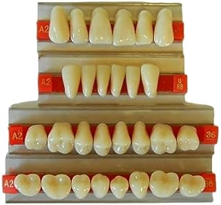 Dental Acrylic Resin Teeth for Prop Building, Life size, Full Mouth set, Realistic Halloween Horror Props