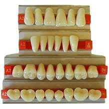 Dental Acrylic Resin Teeth for Prop Building, Life size, Full Mouth set, Realistic Halloween Horror Props