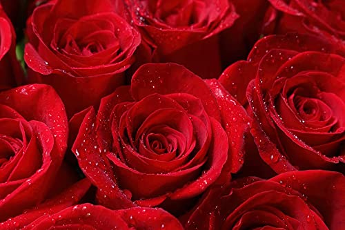 Red Romantic Rose Flower 3D Large Photo Wallpaper, Rose Petal Wall Murals, Mural Wallpaper For Living Room Bedroom Tv Background Office Decor - 177.16"X 120"(W X H) #TOP2