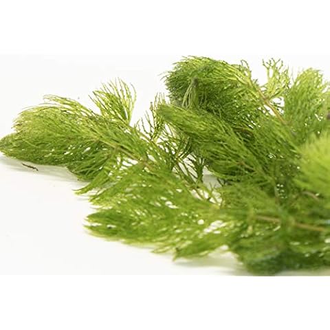 Lincspplants 8X Live Floating Plants Hornwort fast growing aquarium plant Cover