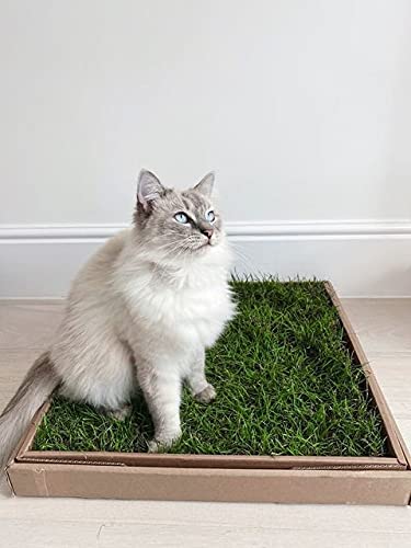 City Doggo Ltd. Cat Grass Patch - Green Bathing for Indoor Cats & Kittens - Fresh Grass Pad - Live, Eco-Friendly & Stimulating
