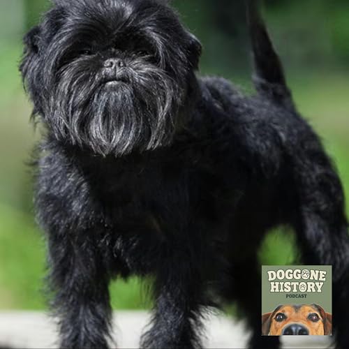 Affenpinschers: The Monkey Dogs