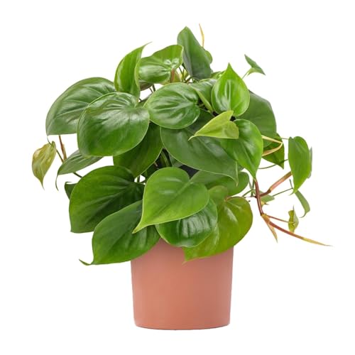 Philodendron scandens - Sweetheart Plant - Indoor Houseplant for Home or Office - Potted Trailing House Plants for Small and Large Spaces - Bright Green Foliage Leaves (40-50cm Incl. Pot)