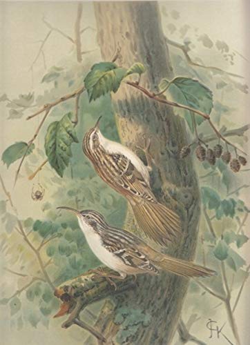 Grauer Baumläufer. Certhia familiaris familiaris L., Kurzzehiger Baumläufer. Certhia familiaris brachydactyla (Brehm.). Chromolithographie.