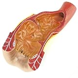 XRNWOHISB Modello di struttura anatomica anale del retto umano e del canale anale, modelli scientifici di anatomia umana, strumenti dimostrativi della struttura rettale e del canale anale