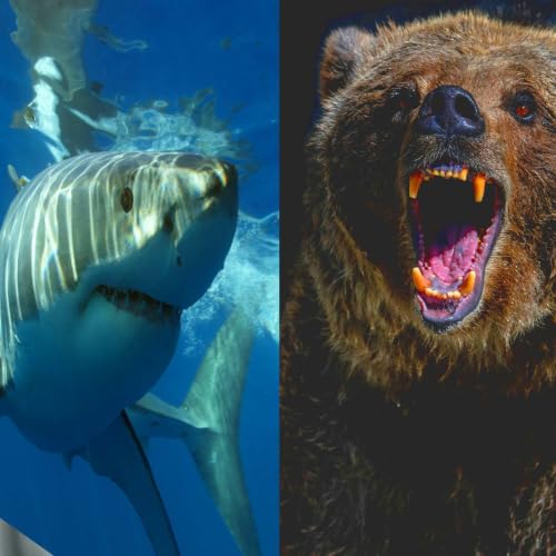 Travel Excitement From Sharks To Grizzlies, With Travel Pro Angie Orth