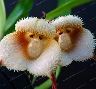 Nuovo Fresh! 100 Bonsai Orchidee, Bella Monkey face Orchidee piante, le varietà più Bonsai impianto: 2: Only Seeds