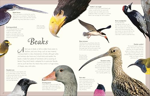An Anthology of Exquisite Birds (DK Children's Anthologies) - Image 4