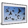 Poster met lijst Duif – Poster met lijst Veel vliegen duiven in lucht – 60×40 cm