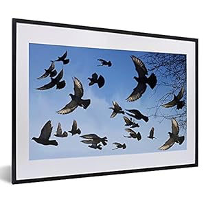 Poster met lijst Duif – Poster met lijst Veel vliegen duiven in lucht – 60×40 cm
