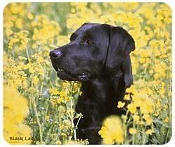 Black Lab Mousepad