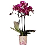 Orchid Phalaenopsis Multi Merida - Moth Orchid - Real Indoor House Plants - Live Plant for Living Room, Bedroom, Office - Indoor Plant Decor (9cm Pot, 30-40cm)