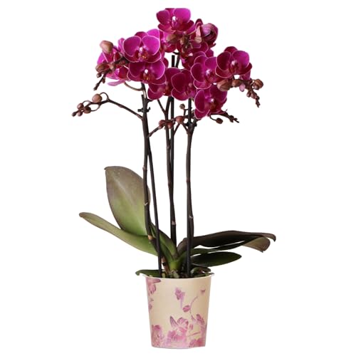 Orchid Phalaenopsis Multi Merida - Moth Orchid - Real Indoor House Plants - Live Plant for Living Room, Bedroom, Office - Indoor Plant Decor (9cm Pot, 30-40cm)