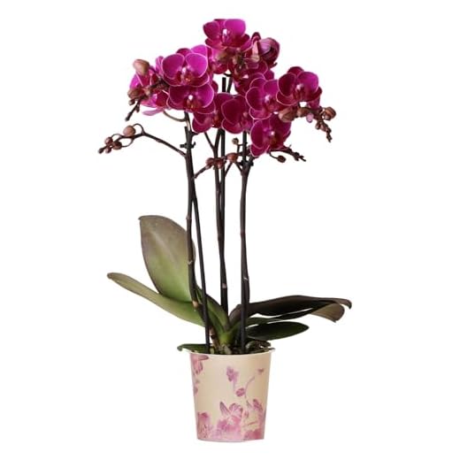 Orchid Phalaenopsis Multi Merida - Moth Orchid - Real Indoor House Plants - Live Plant for Living Room, Bedroom, Office - Indoor Plant Decor (9cm Pot, 30-40cm)