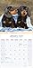 Dachshund 2026 Calendar | Square Wall Calendar | Dog Breed Gift | Plastic Free Packaging | by Avonside Publishing