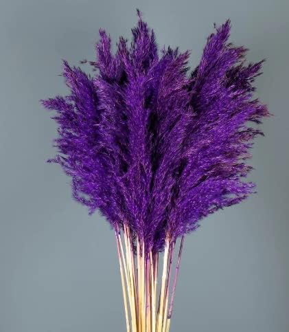 Royal Sapphire Pampas Grass Purple k 24 inches ,Dried Pompous Grass Pampas Branches for Vase Flower Arrangement Wedding Home Decor, Boho Flower Arrangements( 10 Sticks, Purple)