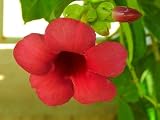 New 50pcs Oxalis Versicolor Flower Seeds red Generic