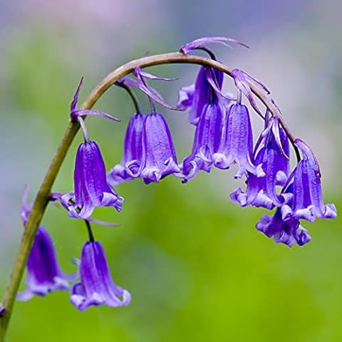 Welldales 50 Scented English Bluebell Seeds thumbnail