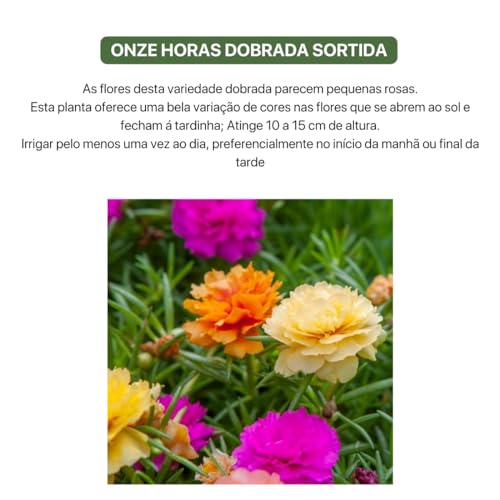 Kit 4 Sementes de Flores (Godetia, Phlox Sortido, Onze Horas, Vinca Rosea)