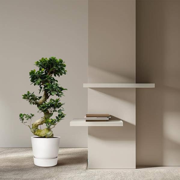 Higo chino – Ficus Microcarpa ginseng – Bonsai de habitación aprox. 80 – 110 cm de alto – Diámetro 23 cm – Árbol bonsái para salón, oficina y jardín de invierno