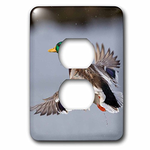 Mallard Drake Take Flight cubierta de enchufe multicolor 3D Rose 3