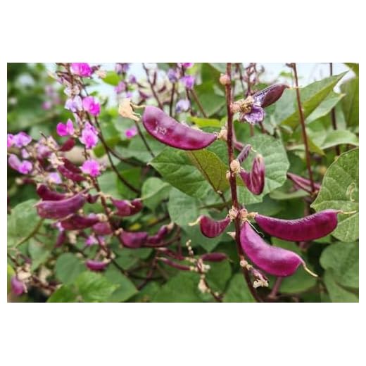 15PCS Purple Hyacinth Bean Seeds Dolichos Lablab Climbing Vine Non-GMO Seed