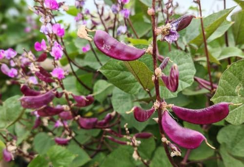 15PCS Purple Hyacinth Bean Seeds Dolichos Lablab Climbing Vine Non-GMO Seed