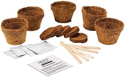 Gift Republic Grow Your Own Bonsai Kit - Indoor Bonsai Tree Plant Mini Tree Growing Set- Gift Idea - 3