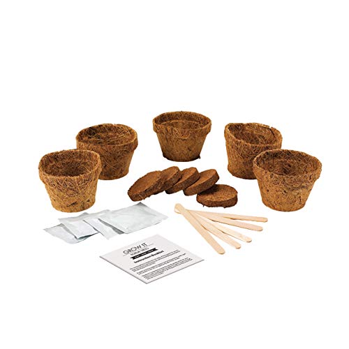 Gift Republic Grow Your Own Bonsai Kit - Indoor Bonsai Tree Plant Mini Tree Growing Set- Gift Idea by Gift Republic - Image 3