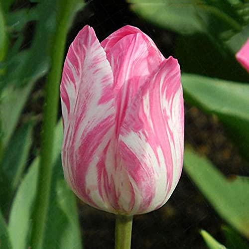 Radha Krishna Agriculture Imported Verity Mix Colour Tulips (Tulipa) Flower Bulbs For planting Home Gardening Pack of 3 flower bulbs (B097P2NP72) Amazon Price History, Amazon Price Tracker