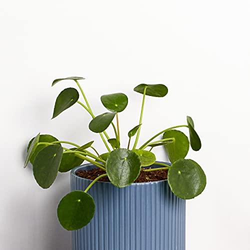 Greendigs Pilea In Blue Ceramic Fluted 5-Inch Pot - Decorative Houseplant, Pre-Potted With Premium Soil #TOP1