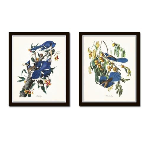 Belle Maison Art Audubon Blue Jays Prints No 16 11x14