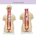 WYDDDARY Detachable Human Torso Model 31.89 in Dual-Sex Torso Anatomy Model for Medical Student, Lab & Classroom Use