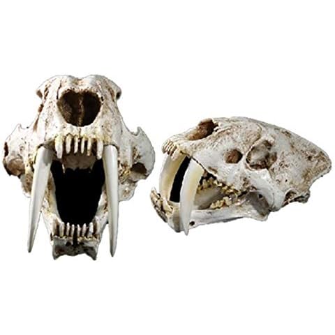 Cráneo de tigre con dientes de sable de resina Cover