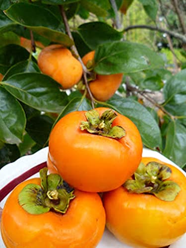 American Persimmon Tree Live Plant 6 To 12 Inches Tall Well Rooted, Large Fruits, Grafted Persimmon Tree #TOP4