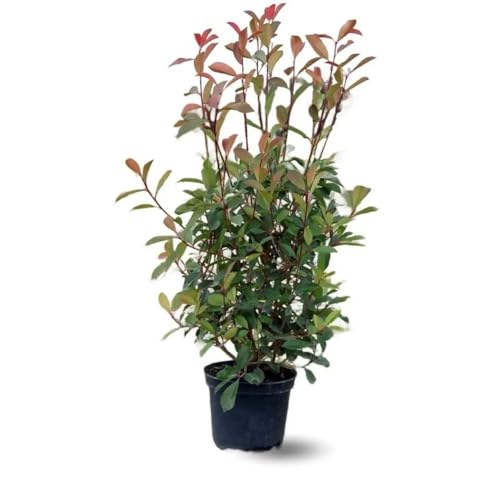 Attitude Jardin - Photinia red robin - fraseri - plantes de haies - 100-120 cm - ⌀ 22 cm - plante d'extérieur