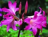 (2) Pink Belladonna Lily, Naked Lady Amaryllis Bulbs Roots,Rhizomes, Plants,Starts, for Spectacular Flowers Year After Year