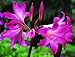 (2) Pink Belladonna Lily, Naked Lady Amaryllis Bulbs Roots,Rhizomes, Plants,Starts, For Spectacular Flowers Year After Year